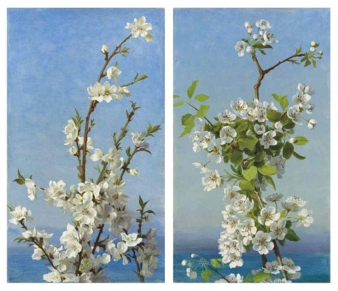 To studier av Hawthorn Blossom Capri 1872-88
