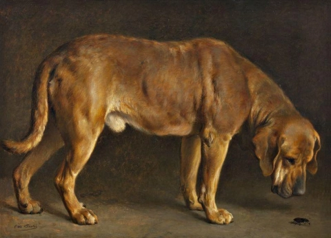 Ein Broholmer-Hund, der einen Hirschkäfer betrachtet