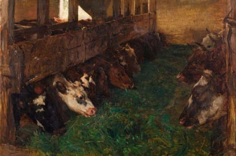 Junge Rinder genießen grünes Futter im Stall