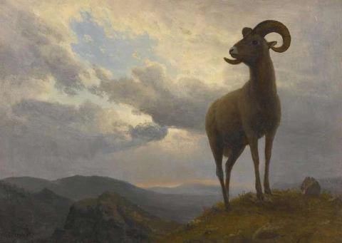 Bighorn Sheep Ca. 1876-79