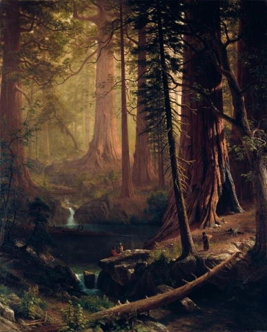 Jätte Redwood-träd i Kalifornien 1874