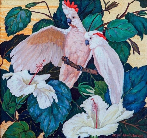 凤头鹦鹉，约 1940 年