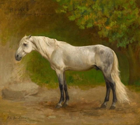 ロミオ 風景の中のアラビアの種馬