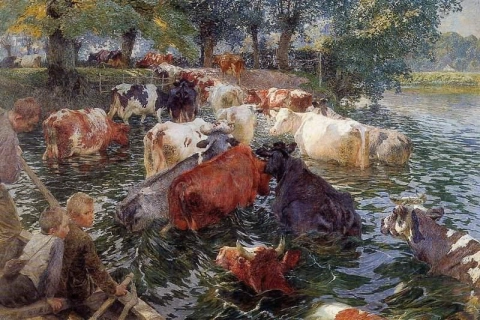 Kühe überqueren den Fluss Leie 1899