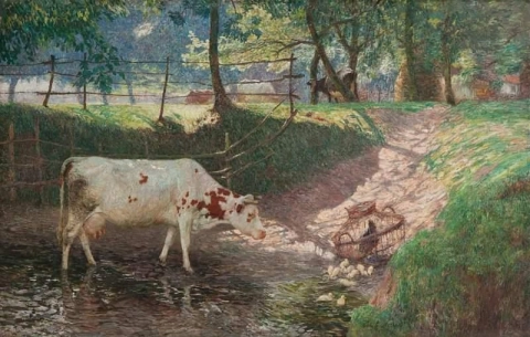Koeien Bij Het Oversteken Van De Leie