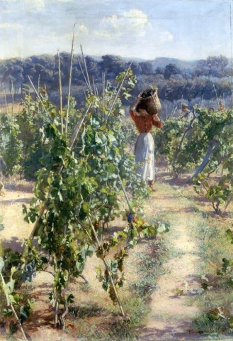 Colheita de uva