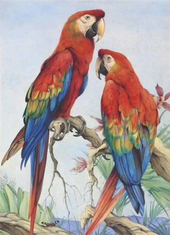 Two Scarlet Macaws With Orchids And A Butterfly