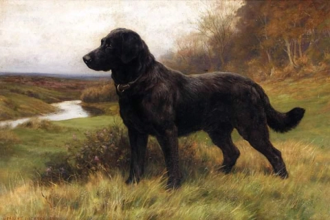 Op alarm Een zwarte Labrador 1918