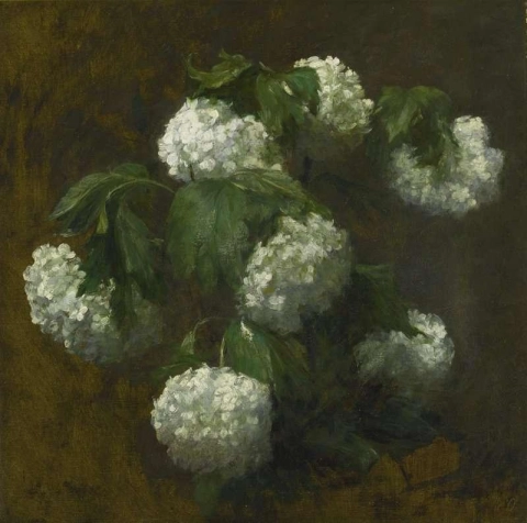 Witte Hortensia's