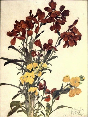 Mauerblümchen 1909
