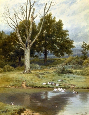 Patos em um rio
