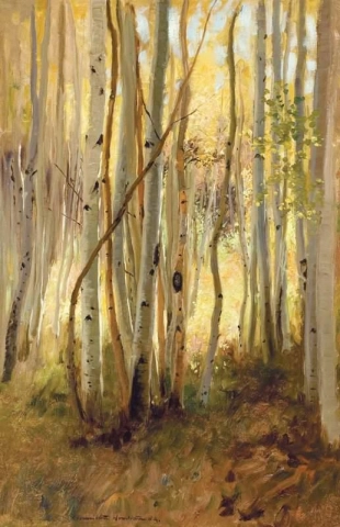 Sunlit Birch Forest