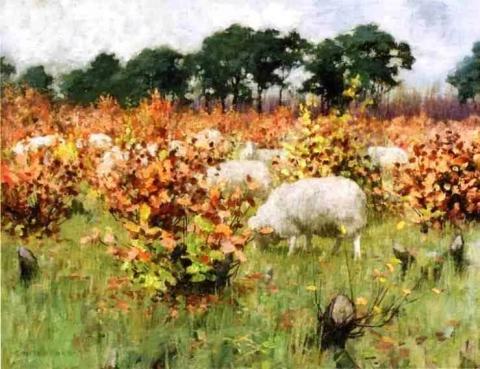 Weidende Schafe