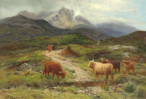 Rinder grasen in der Nähe von Beinn Eighe Kinlochewe