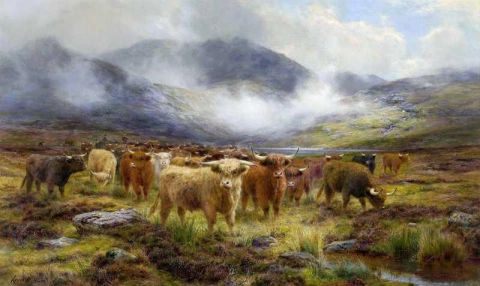 Highland Cattle 1914