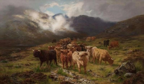 Bovini dell'altopiano Isola di Skye