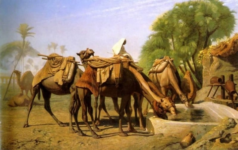 喷泉边的骆驼
