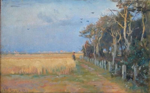 Summer At Skagen. Person Walking At The Edge Of A Cornfield