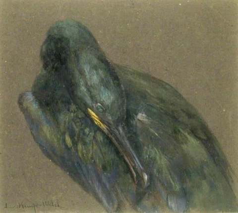 Preening del cormorano