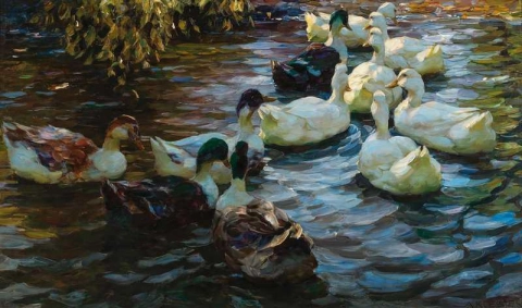 Ducks In A Pond