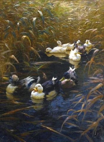 Ducks In Autumn