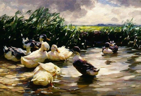 Patos em água verde por volta de 1910-13