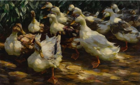 Ducks In Sunlight