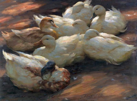 Ducks On The Ground