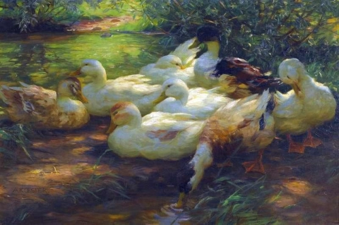 Patos na margem do rio