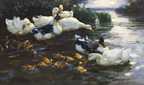 Enten Mit Kuken Im Wasser ca. 1915-1920