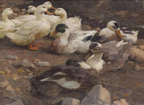 Neun Enten Am Teichufer vor 1900