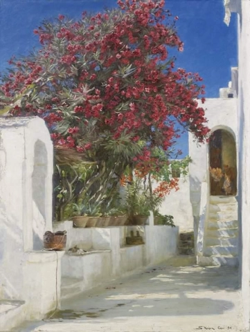 Oleandri in fiore Capri 1896