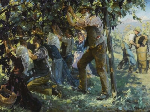 1901년 티롤의 와인 수확