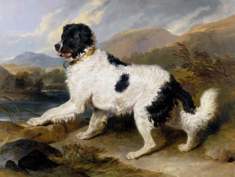 En Newfoundland-hund 1824