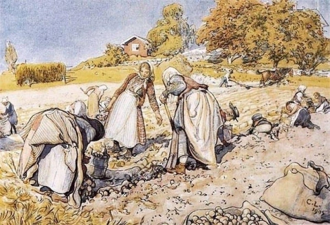 감자 수확 1905