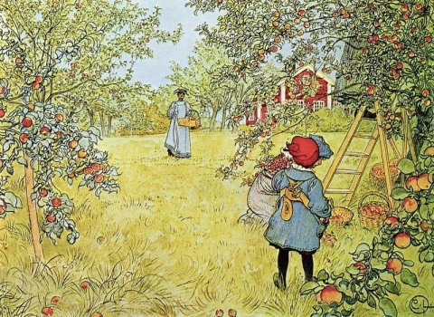 リンゴの収穫 1899
