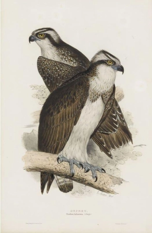 Águila pescadora 1832-37