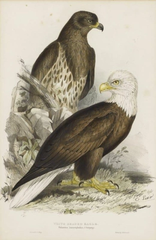 Aquila dalla testa bianca 1832-37