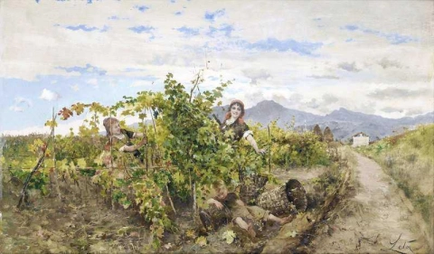 Девочки собирают виноград