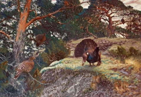 Capercaillie S Courting 1913