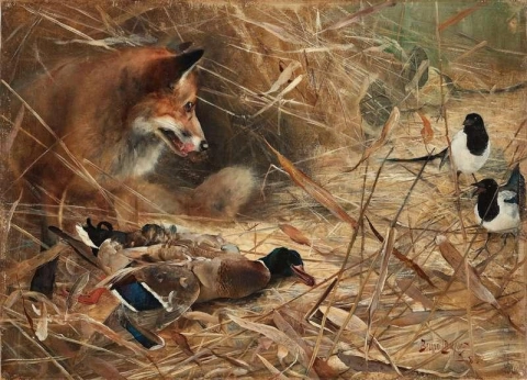 Fox And Magpies