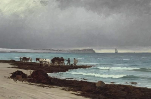 Мужчины собирают водоросли на пляже Хорнб К., 1882 г.