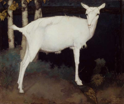 الماعز الأبيض الشاب