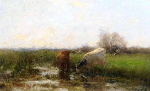 Cattle By Stream