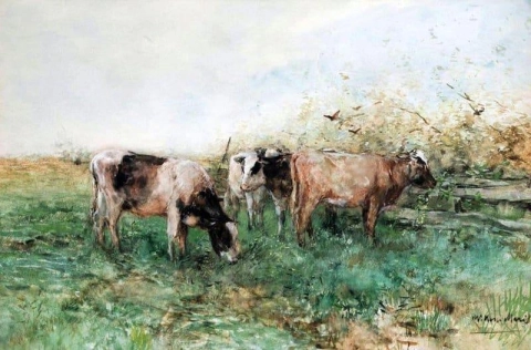 Vieh weiden