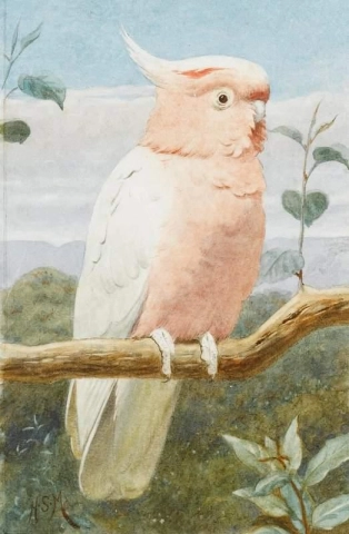 Ein rosa Kakadu