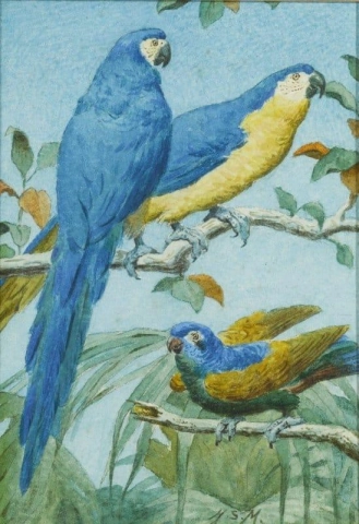 Parakitt Og Papegøyer