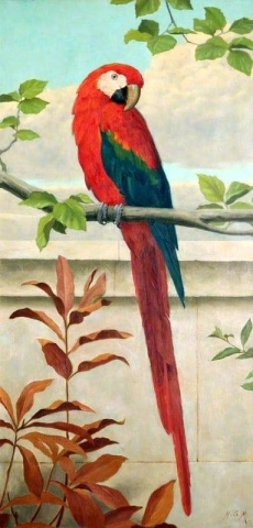 Rød og blå ara 1886