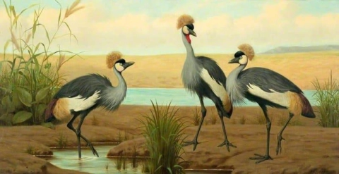 Zuid-Afrikaanse kroonkraanvogels