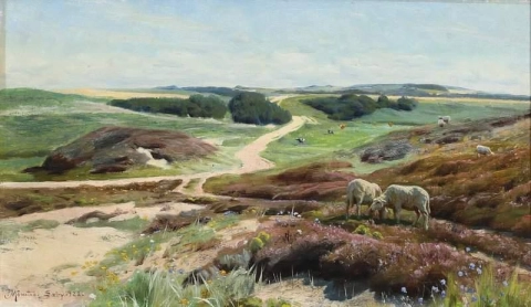 Una vista de ovejas pastando en el páramo cerca de S By con Gjeddebjerget en la distancia 1922